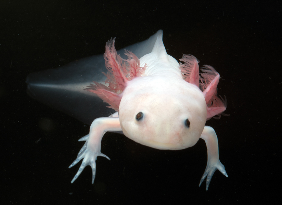 Axolotl image 3