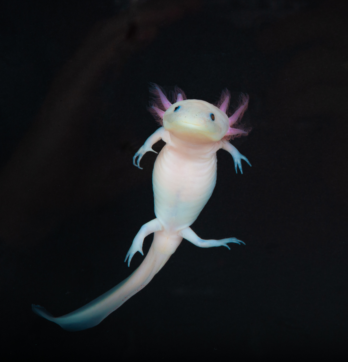 Axolotl image 1